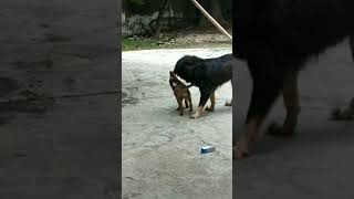 Tibetan mastiff and puppy fight and playing together 🥰🥳 [upl. by Nahaj218]