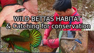 Catching Wild Bettas in THAILAND for breeding conservation Betta smaragdina natural habitat [upl. by Ilatfen]