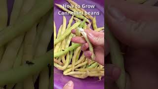 Easiest Crop Ever  Cannellini Beans Seed to Harvest [upl. by Storz]