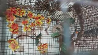 Setup and Breeding tips for orange cheeked waxbill step by step [upl. by Tierney]