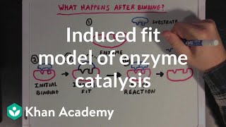 Induced fit model of enzyme catalysis  Chemical Processes  MCAT  Khan Academy [upl. by Bedad]