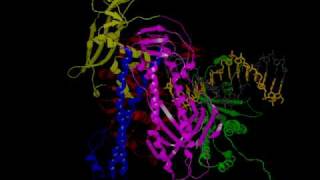 RB69 DNA Polymerase Transition from Replicative to Proofreading modes [upl. by Collar713]