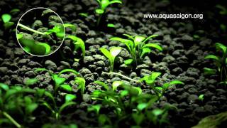 Glossostigma elatinodes in 24h [upl. by Yorgen]