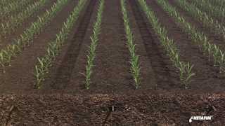 Subsurface drip irrigation for corn by Netafim [upl. by Killion656]