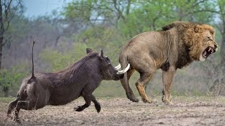 Warthog fight back lion wildlife animals [upl. by Shelburne972]