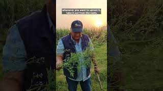 Parthenium hysterophorus Carrot Grass [upl. by Anadal160]