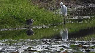 Plumed Egret n Lathams Snipe Hervey Bay Qld [upl. by Ellehsyt]