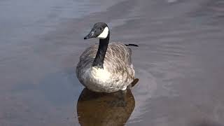 Branta canadensis loca canadese [upl. by Agata]