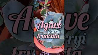 Agave parryi truncata [upl. by Ellinehc]