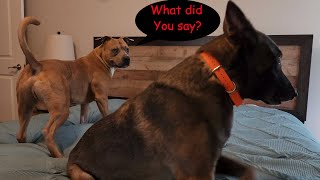 Pit Bull v Belgian Shepherd King of the Bed [upl. by Nuahsak]