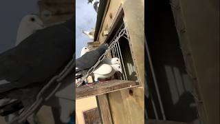 Pigeon trap bdpigeon kabutar pigeonbreed pigeontrap kabootar shorts ytshorts bdpigeon [upl. by Earaj]