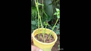 Alamanda bushy plant cutting ✂️ [upl. by Yar598]