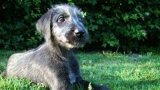 60 Seconds Of Cute Irish Wolfhound Puppies [upl. by Divod762]