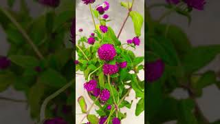 Very beautiful Gomphrena plantgardening plants gardenflowers viralvideos trail ytshorts [upl. by Novaat]