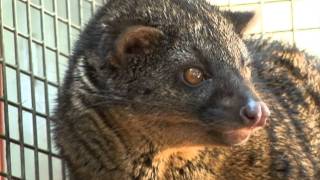 RAINFOREST PYRAMID® UPDATE African Palm Civet [upl. by Pampuch844]