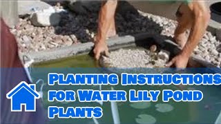 Care of Lilies  Planting Instructions for Water Lily Pond Plants [upl. by Amias333]