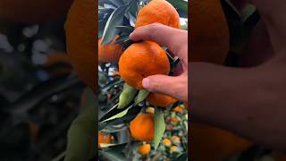 Taste The Fresh Tangerines yummy fruit tasty [upl. by Telrahc]