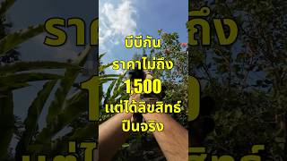 บีบีกัน 1500 เเต่ได้ลิขสิทธิ์ปืนจริง [upl. by Eca]