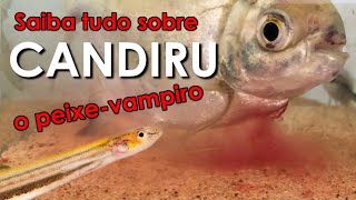 Saiba tudo sobre o candiru o peixevampiro sulamericano [upl. by Misa]