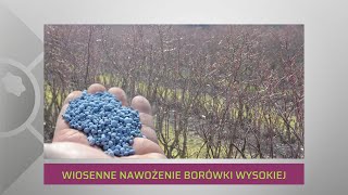 Wiosenne nawożenie borówki wysokiej w celu regulacji odczynu i dostarczenia składników pokarmowych [upl. by Brok]