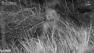 Kwa Maritane Africam White tailed mongoose hanging around and foraging [upl. by Gretel]