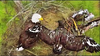 SWFL Eagles  E23 DOES A LITTLE RAIN DANCING FOR MOMMABOTH OF THEM LOOK SO PROUD WHAT A CUTIE XOXO [upl. by Sena14]