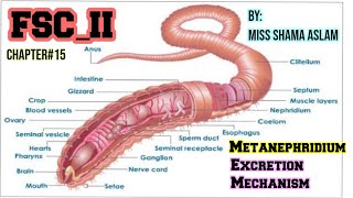 Biology  Homeostasis  Excretion in Earthworm  Metanephridium  Excretion Mechanism [upl. by Gibbon]