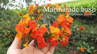 Marmalade bush Streptosolen jamesonii Fire Bush Marmalade bush evergreen flowering shrub [upl. by Lambert]