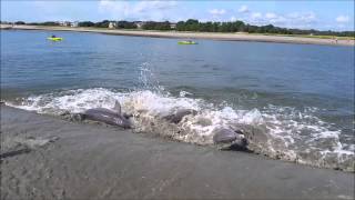 Kiawah Island 2014  Dolphins Strand Feeding [upl. by Gora630]