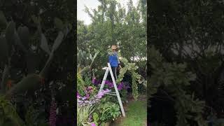 Pruning my plum tree Taranaki New Zealandplumtreepruning plumtree [upl. by Tema118]