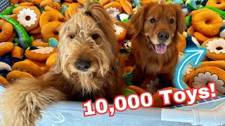 I Built a Toy Pit For My Dogs With 10000 Toys [upl. by Prochora]