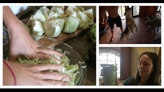 How to make sauerkraut DIY probiotics pitbull workout ketogenic diet vlog [upl. by Ziguard]