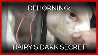 Dehorning Dairys Dark Secret [upl. by Otit844]