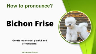 How to pronounce Bichon Frise Correctly in English [upl. by Nolham69]