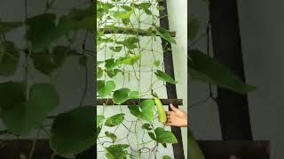 Brillante idea de cómo cultivar pepinos en casa con botellas de plásticos [upl. by Stern]