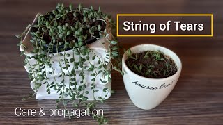 String Of Tears  How To Grow And Care For String Of Tears  Senecio Herreianus gardening [upl. by Velick]