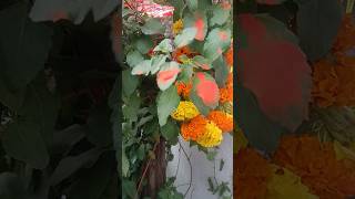 Jai Tulsi Maiya trending viralvideo devotional bihar [upl. by Scotti]