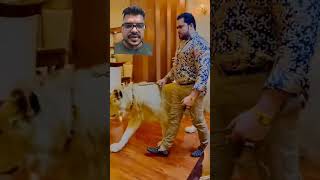 tiger pets love petlover bollywood newsong song music movie [upl. by Jelle]