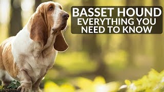 BASSET HOUND 101 Everything You Need To Know About Owning A Basset Hound Puppy [upl. by Nomyar440]