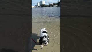 Shihpoo first steps in the water at the shore shihpoopuppy puppy cute pets [upl. by Atnwahsal]