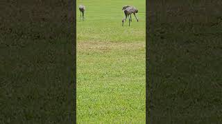 Cranes enjoy thier meal after a storm [upl. by Ymmot582]