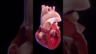 3d animated blood flow of the heart anatomy meded 3dmodel [upl. by Elletsyrk211]