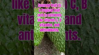 Soursop Fruit shorts shortvideo youtubeshorts shortfeed viral viralvideo trending best [upl. by Bordie]