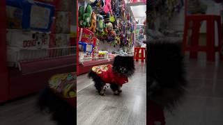 Shopping 🛒 shopping 🛍️ Time pom pom pomeranian china pets funny [upl. by Arnulfo]