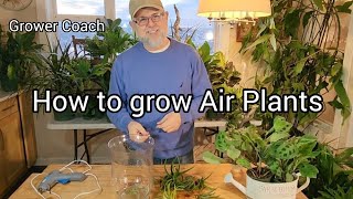 How to grow Air Plants Tillandsia [upl. by Lema]