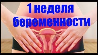 Календарь беременности 1 неделя беременности [upl. by Killam]