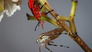 Hemiptero Predador vs Cigarrinhadopedúnculo Aethalion reticulatum [upl. by Potter]