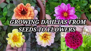 Growing Dahlias from seeds to flowers  Seed grown Dahlias  How to grow Dahlias from seeds in pots [upl. by Wailoo]