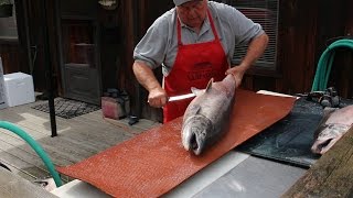 How to Fillet a Big Salmon and Prepare it for Smoked Salmon Recipe [upl. by Buck]