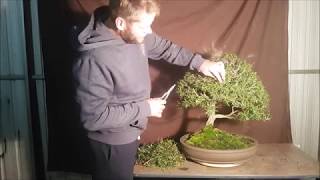 Aussie Bonsai Bloke Bottle Brush winter 2017 pruning for ramification [upl. by Ahsitul]